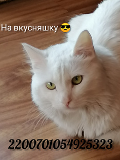 На вкусняшку котейкам.