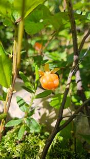 Прежние видео