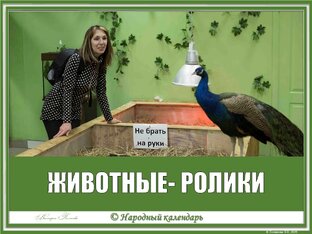 ЖИВОТНЫЕ: РОЛИКИ