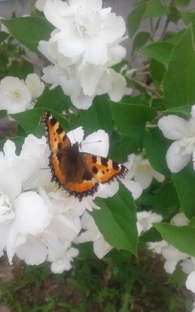 Поймать Дзен за хвост