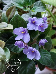 Описание сортов