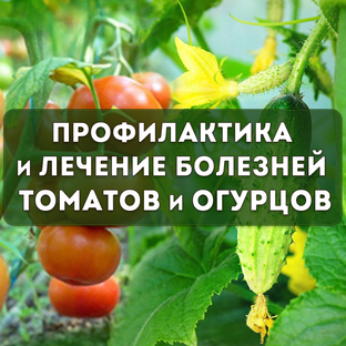  Профилактика и лечение болезней томатов и огурцов