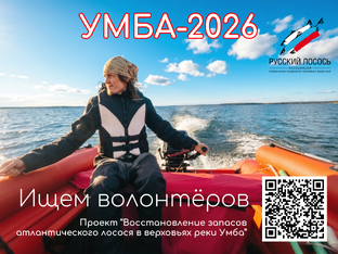 Восстановление запасов атлантического лосося в верховьях реки Умба