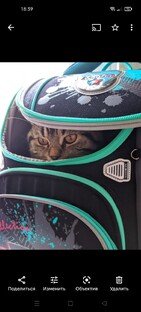 Коты и кошки. Котики 