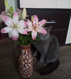 Котики 