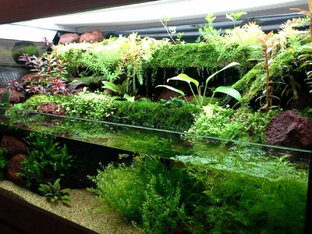 Аквариумные растения