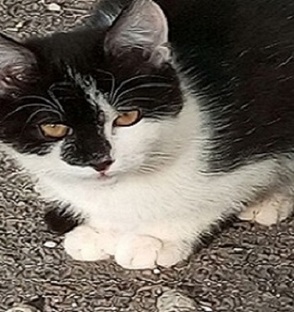 Приключения котёнка Василька