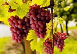Виноград