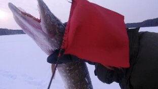 Красивые щуки , судаки и окуни ..Зимой.