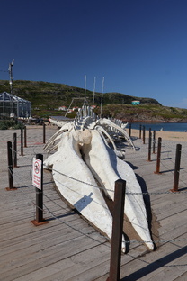 Что посмотреть в Териберке: полный путеводитель