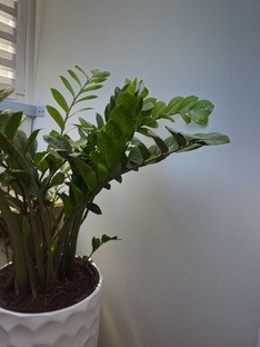 Замиокулькас