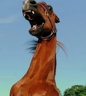 Истории и рассказы