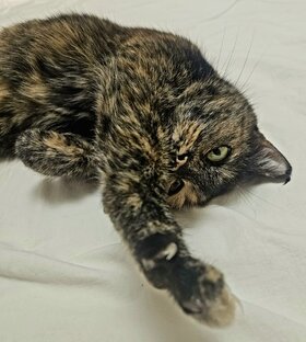 Как начать что-то делать?