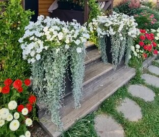 Выращивание дихондры