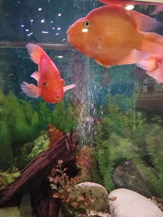 СЛОВО И ВПЕЧАТЛЕНИЕ, О былых конкурсах