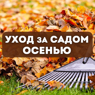 Уход за садом осенью