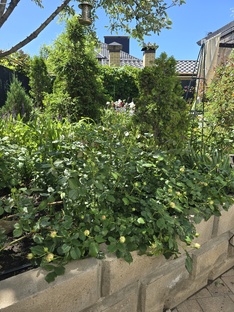 Рубрика: Сад читательницы