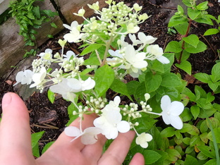 Метельчатые гортензии