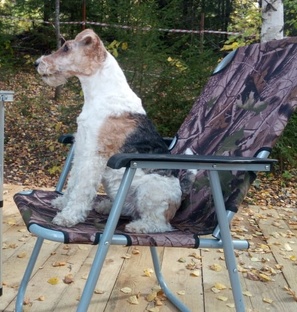 Собаки здоровье и содержание