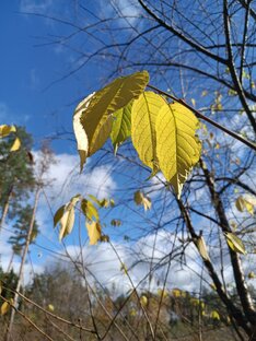 Шорох золотой