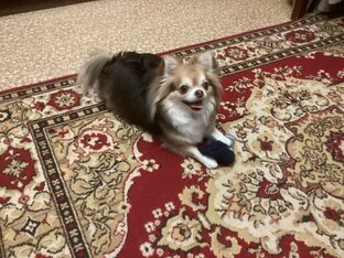 Любимая перчатка