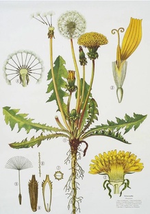 Про лекарственные растения и не только