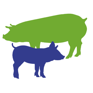 Свиноводство