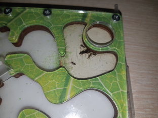 🖤Моя муравьиная ферма🐜