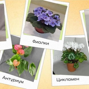 Комнатные цветы 🪴