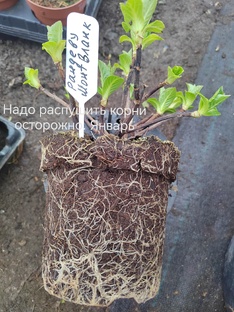 выращивание гортензий