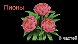 Пионы 