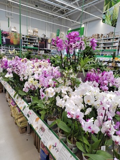 Обзоры магазинов для цветоводов