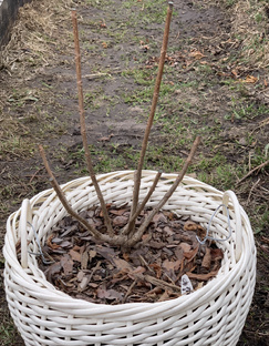 Скайфол метельчатая гортензия 2025г.