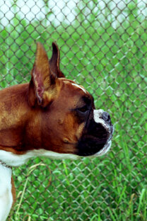 Наши собаки