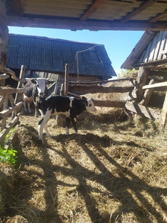 Будни в деревне