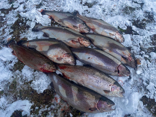 🎣 ФОРЕЛЬ БЕГЛЯНКА🎣