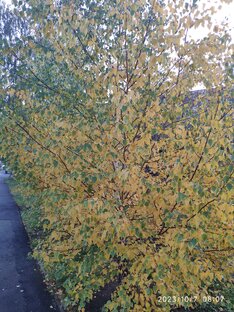 Фотографии (визуальные причуды)