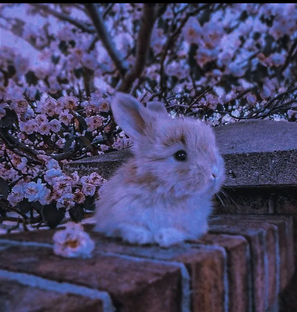 Интересные факты про кроликов