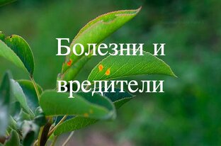 Болезни и вредители