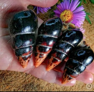 Лимиколярии 