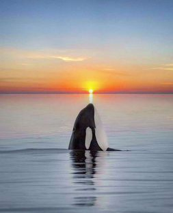 Наблюдения за Косатками