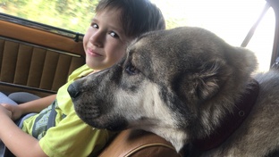 Среднеазиатская овчарка - Алабай