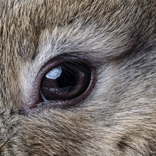 Офтальмологические заболевания