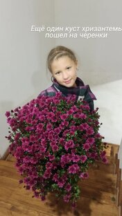 Небольшой шарик мультифлоры