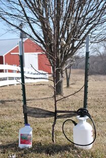 Первая весенняя обработка сада