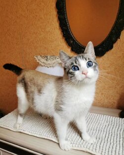 Кошки ищут дом