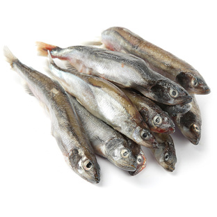 Мойва: маленькая рыба с огромной ролью в океане