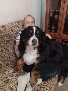 Мои любимые бернские зенненхунды.
