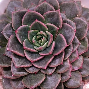 Graptopetalum / Граптопеталум 