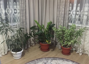 Комнатные растения.